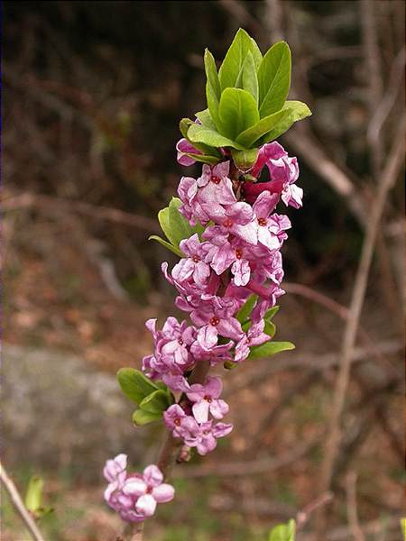 Tintorell, mezéreon (Daphne mezereum)