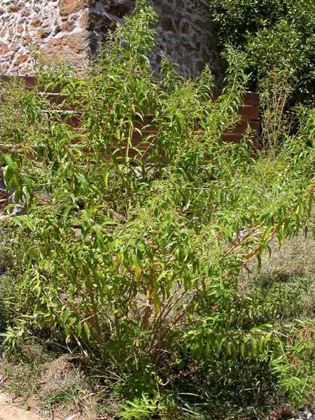 Maria Lluisa, Hierba Luisa ( Aloysia triphylla, = Lippia citriodora)