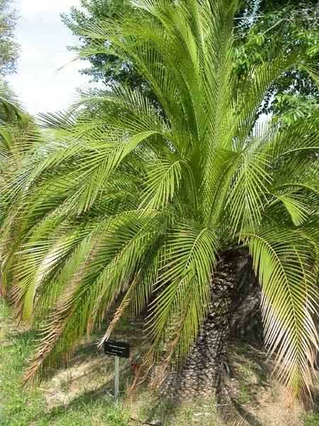 Macrozamia Moorei