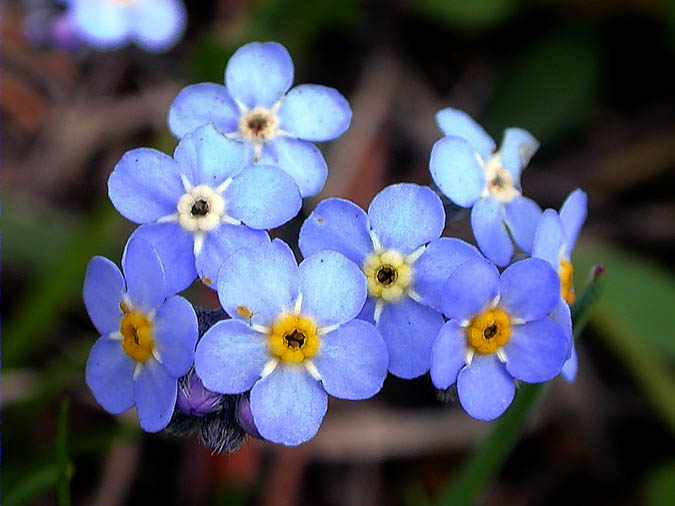 Myosotis palustris