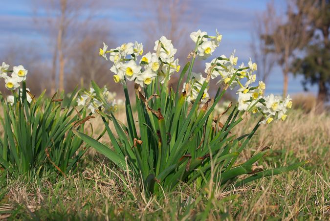 Narcissus tazetta