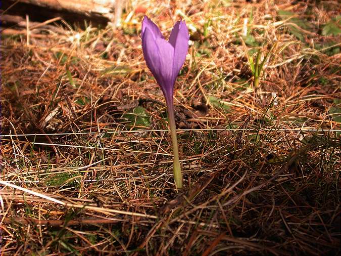 Safrà bord (Crocus nudiflorus)