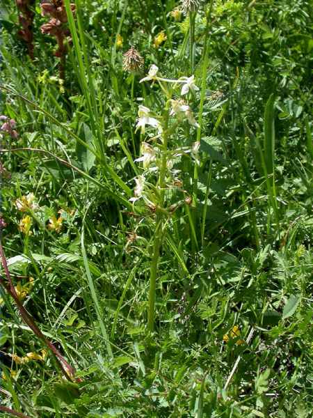 Orquídia blanca, orchis à 2 feuilles (Plantanthera bifolia)