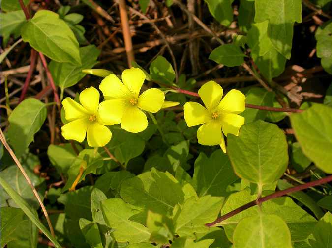 Oxalis pes-caprae