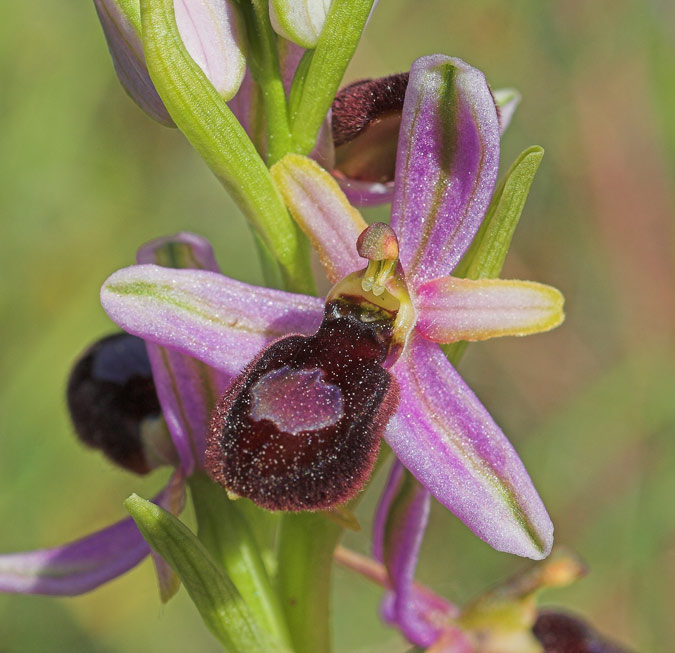 Ophrys catalaunica