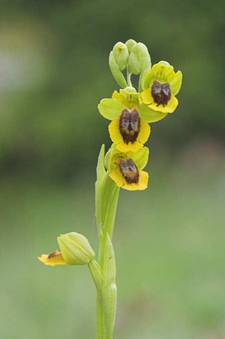 Ophrys lutea