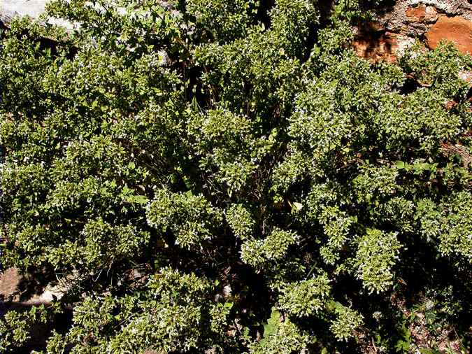 Mata d'orenga, orégano (Origanum vulgare)