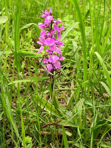 Orchis (Dactylorhiza) sp.