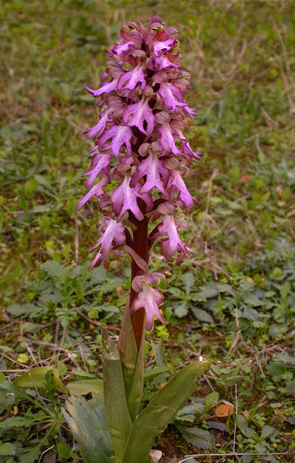 Orquídia