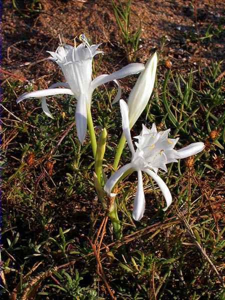 Lliri de mar (Pancratium maritimum)