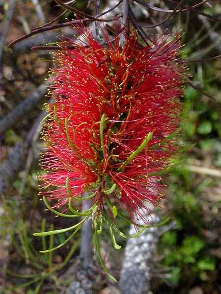 Limpiatubos, bottlebrush (Callistemon pinifolius)