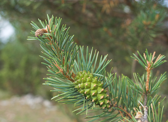 Pinyes de pi roig