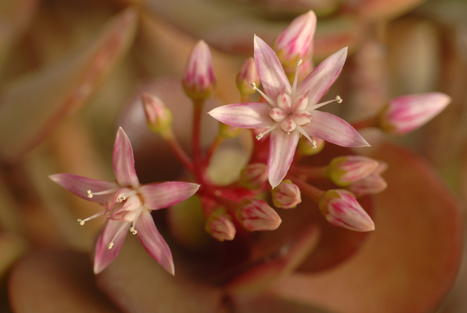 floretes d'hivern