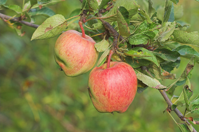 Pomes al Montseny