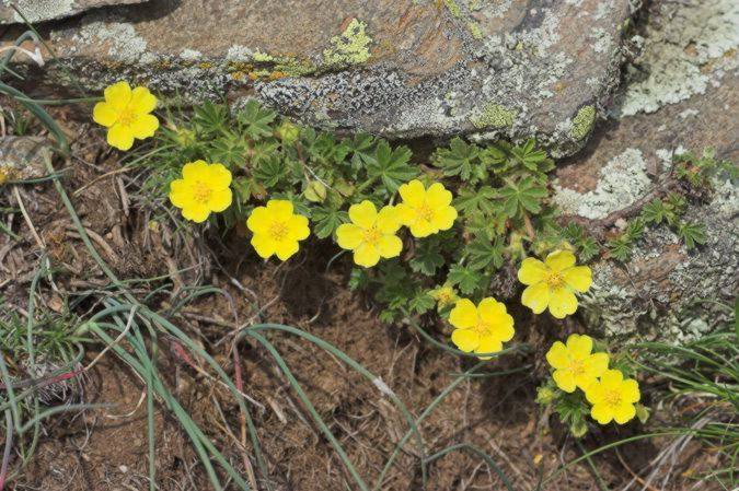 Potentilla neumanniana