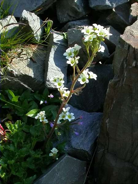 Saxifraga preterida (Saxifraga praetermissa)