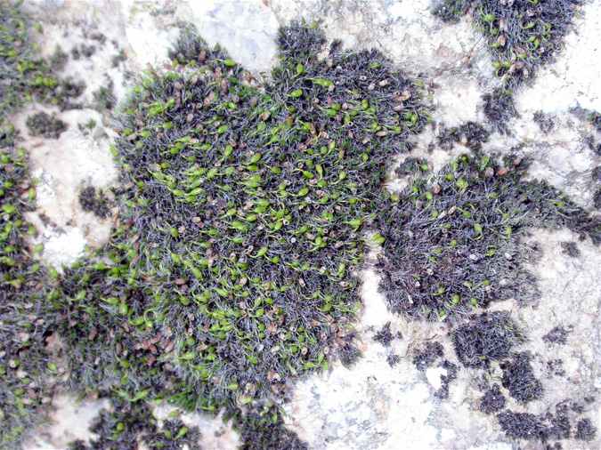 Grimmia pulvinata