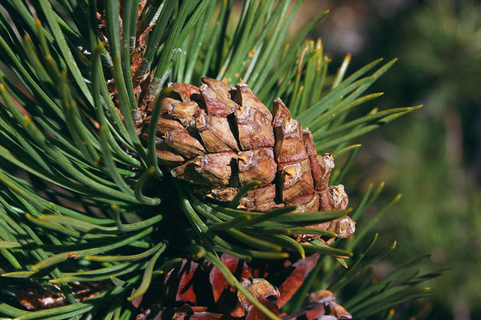 Pinus uncinata