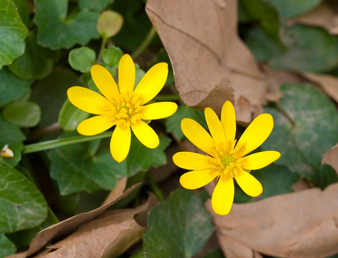 Flors de Ranunculus ficaria