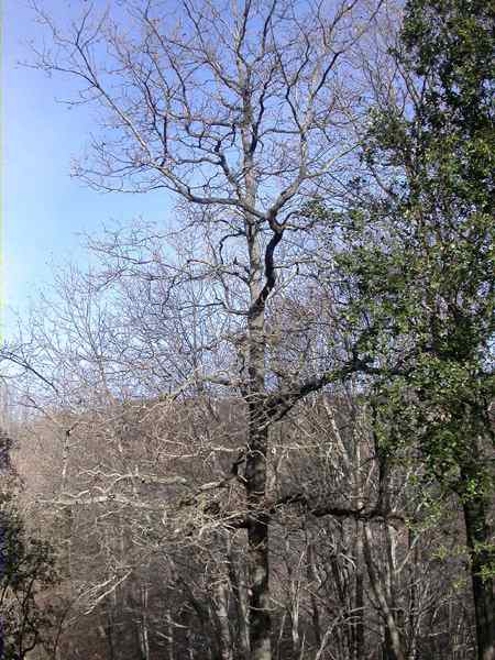 Roure de fulla gran (Quercus petrae)