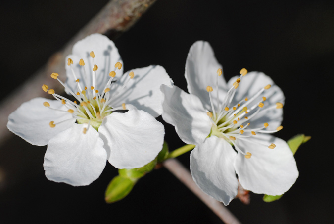 blanc sobre negre