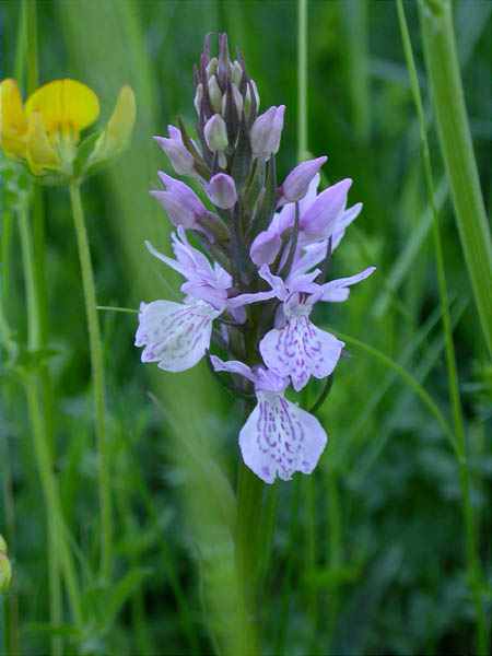 Orquídia rosada (Dactylorhiza fuchsii)