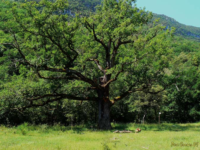 Roure a Hormoier (quercus robur)