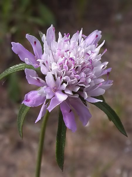 Scabiosa atropurpurea (=S. maritima)