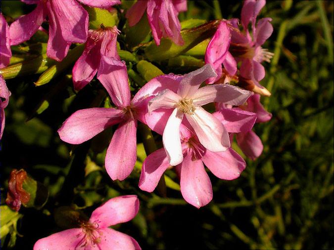 Sabonera (Saponaria officinalis)