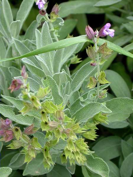 Salvia (Salvia officinalis)