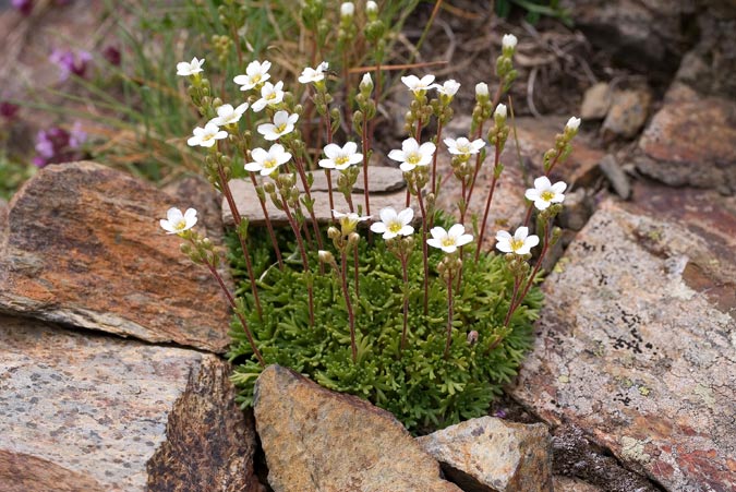 Saxifraga vayredana