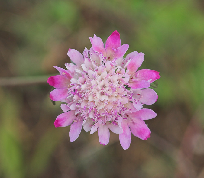 Scabiosa atropurpurea