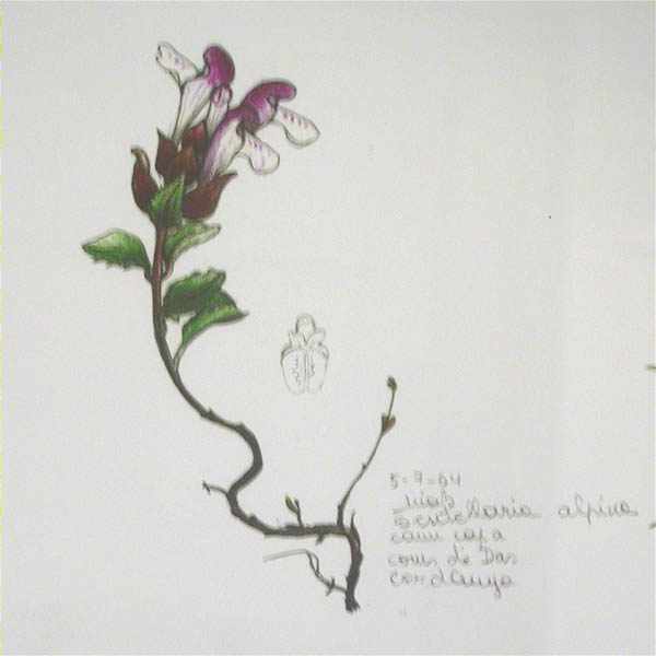 Scutellaria alpina