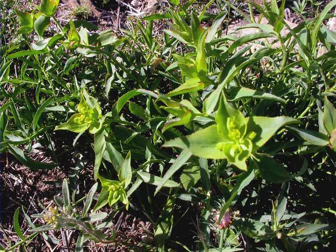 Lleterasa (Euphorbia serrata)