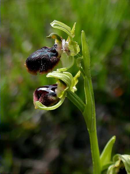 Aranyosa (Ophrys sphegodes)