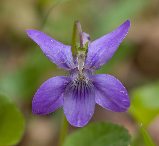 Viola reichenbachiana