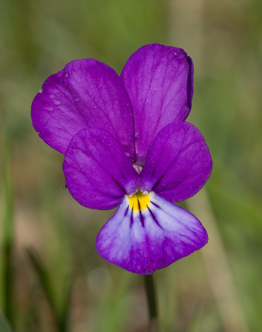 Flora del Montseny: Viola bubanii