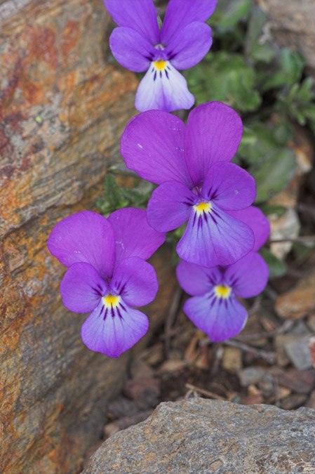 Viola del Montseny