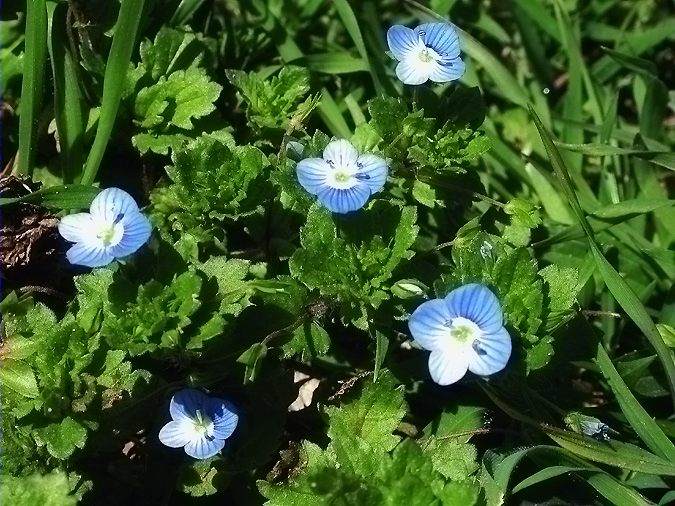 Veronica persica Poiret