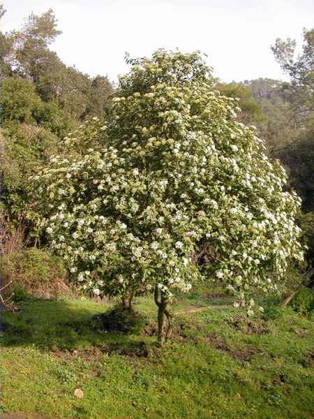 Marfull (Viburnum tinus)