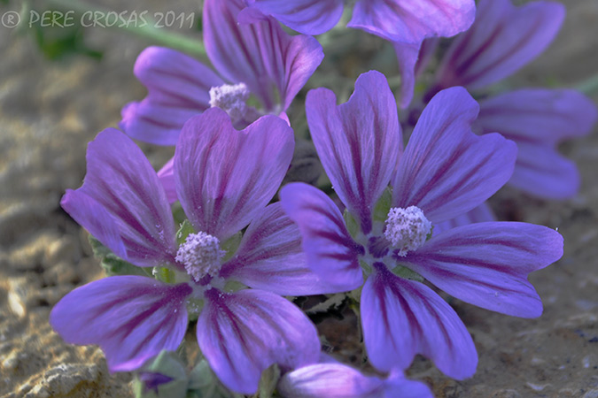 Malva común. (Malva sylvestris)