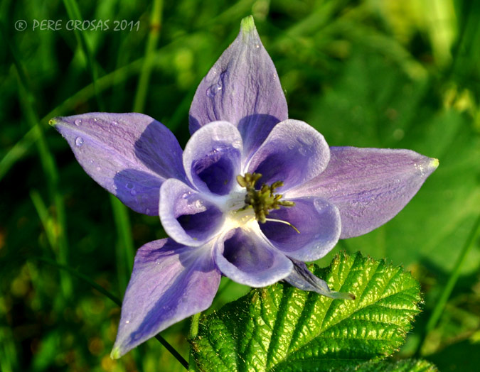 (Aquilegia Vulgaria) Oberta.