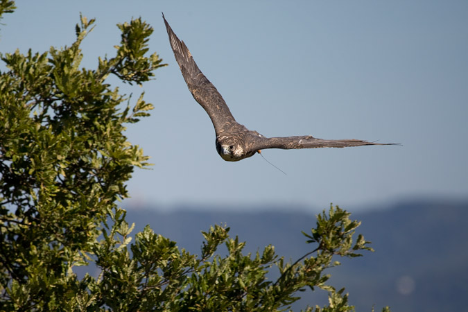 Falco rusticolus x Falco sacre