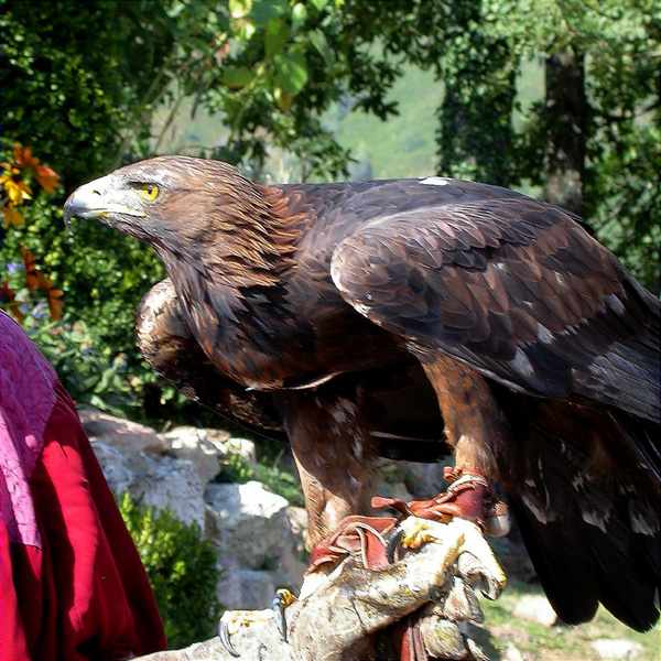 Aguila daurada, águila real (Aquila chrysaetos)