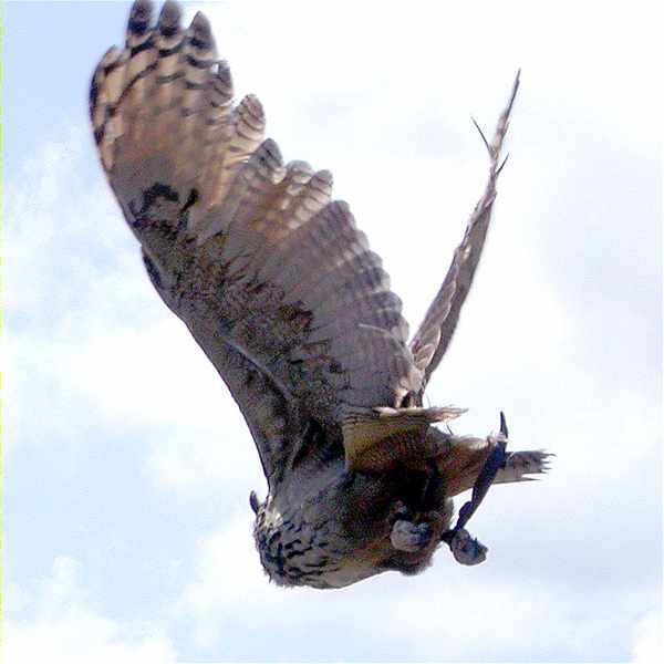 Mans en guant de boxa del duc (Bubo bubo)