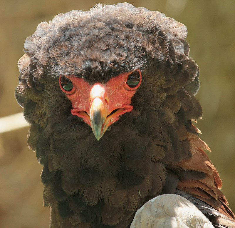 Águila volatinero (Terathopius ecaudatus)