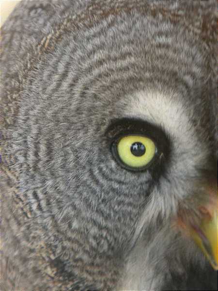 Disc facial de Gamarús de Lapònia (Strix nebulosa)