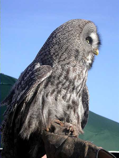 Gamarús de Lapònia, cárabo lapón (Strix nebulosa)