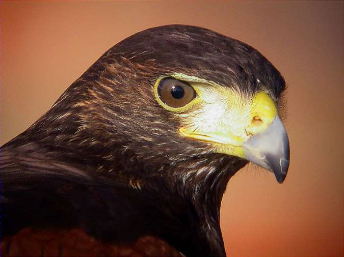 Harris hawk (Parabuteo unicintus)