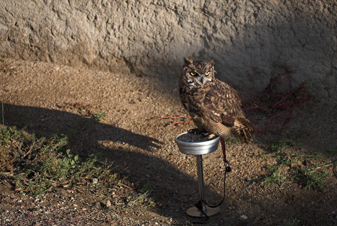 Duc americà  (Bubo virginianus)